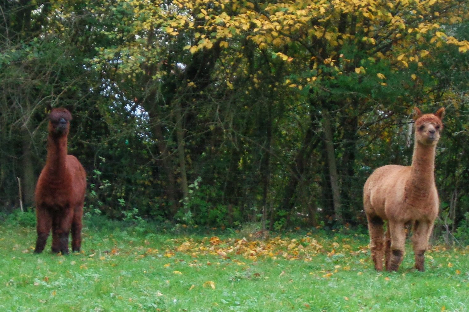 Friendly locals